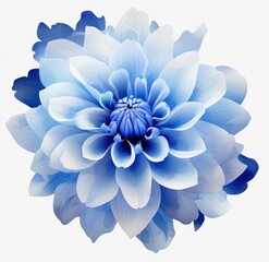 blue flower png transparent blue chrysanthemum plant clipart