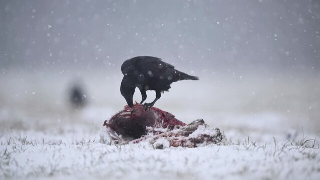 Ravens eating dead roe deer	