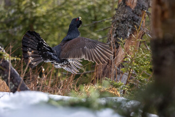 Obraz premium the Tetrao urogallus jumps and dances western capercaillie in the winter forest