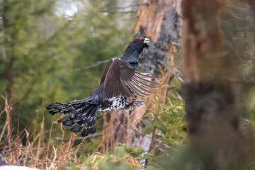 the Tetrao urogallus jumps and dances western capercaillie in the winter forest