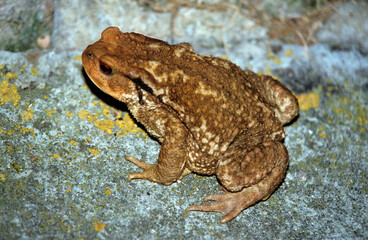 Crapaud; Discoglossus pictus