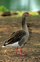 Oie cendrée, Anser anser, Greylag Goose