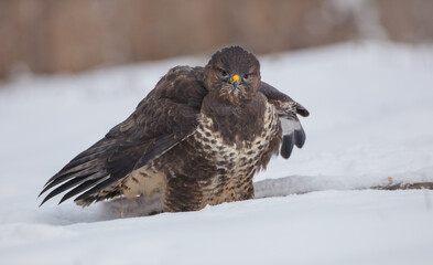 Common Buzzard in winter at a wet forest