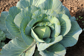 Cabbage grows in the garden.