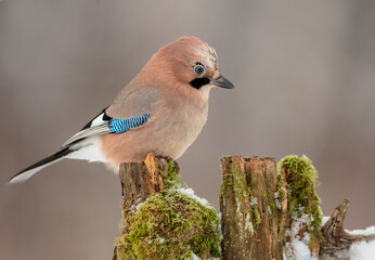 Eurasian Jay - in winter at the wet forest