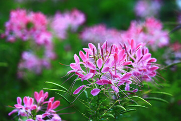 Spider flowers or Spiny Spiderflowers or Cleome Hassleriana flowers blooming in the garden
