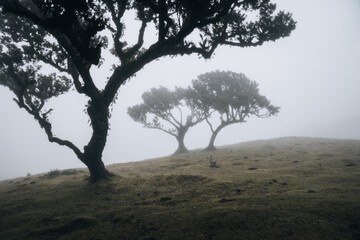 Fototapeta na wymiar Misty forest