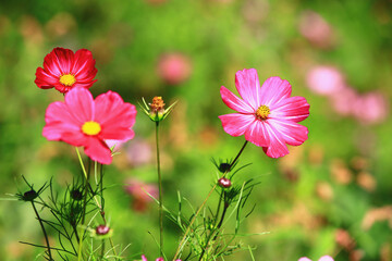 Obraz premium blooming Cosmos bipinnatus or Garden cosmos or Mexican aster flowers with soft background