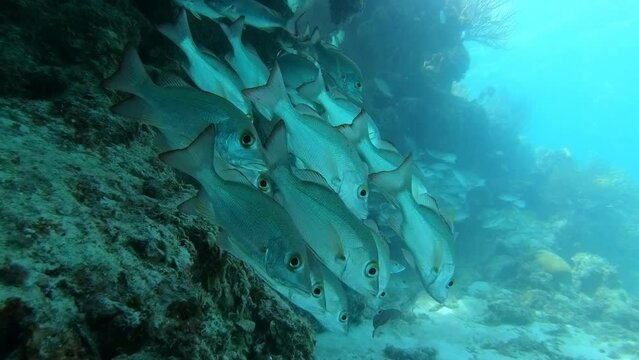 Vibrant underwater footage captures a dense school of Snapper fish (Lutjanus) closely swimming together, with the water's surface reflecting light above. Check the gallery for similar footages.