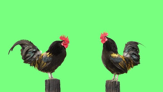 two roosters singing on a tree stump on a green screen