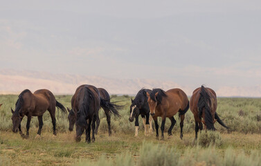 Wild Horses in Summer in the Wyoming Desert