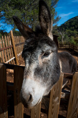 A very nice donkey telling jokes