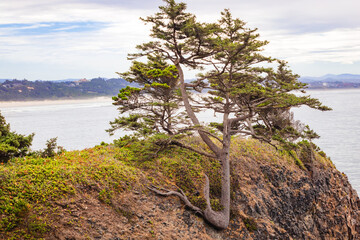 Coastal Juniper tree clinging to the coastal mountainside of central Oregon.