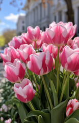 Spring Flourish: Pink Tulips Blooming in a City Flower Bed Garden.