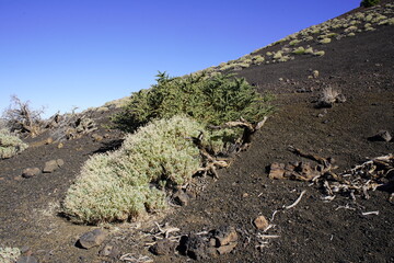 Hike towards Teide in the national park, above the tree line. Tenerife, Spain.
