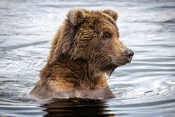 Obraz premium Bear portrait