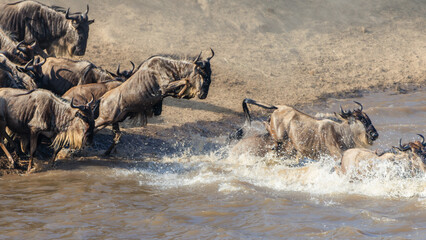 Wildebeests crossing Mara River