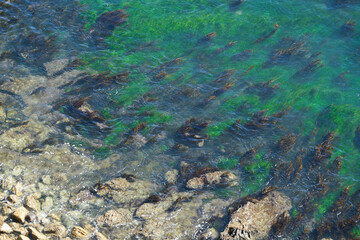 Breathtaking scenic and landscape view of coastline of Rancho Palos Verdes with vegetation and...