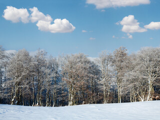 First winter snow and mountain beech forest