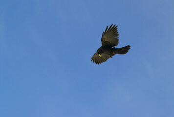 Alpine Chough (Pyrrhocorax graculus)