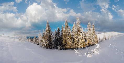 Winter calm mountain landscape with beautiful frosting trees and snowdrifts on slope (Carpathian...