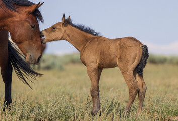 Wild Horse Mare and Foal in Summer in the Wyoming Desert