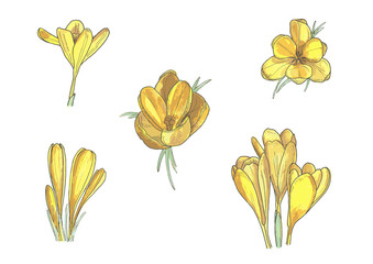 Crocus - digitized hand-drawn illustrations on a transparent background