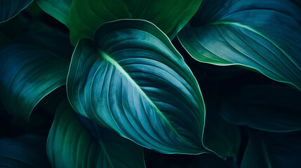 A bright blue and green spathiphyllum cannifolium leaves in a tropical forest provide an ornate...