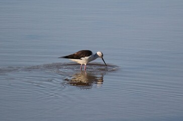 white headed stilt standing on the edge of river
