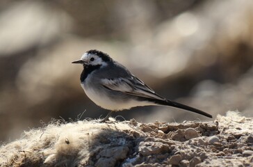 white wagtail standing on ground