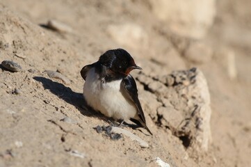 Swallow stading on the rock