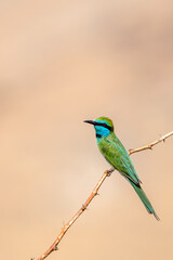 Arabian green bee-eater, Merops cyanophrys