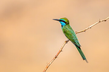 Arabian green bee-eater, Merops cyanophrys