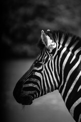 Fototapeta premium zebra close up