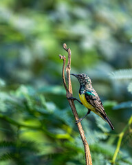 Colorful background with an exotic bird. Nile Valley sunbird, Hedydipna metallica.