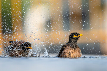 A bird bathes in a city fountain in Jeddah. The Common Myna, Acridotheres tristis