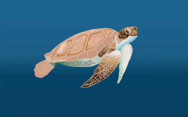 Turtle Illustration