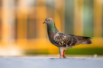Feral pigeon, City pigeon, Columba livia domestica