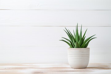 Aloe vera in pot on wooden background