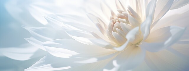 abstract flower blooming white background.