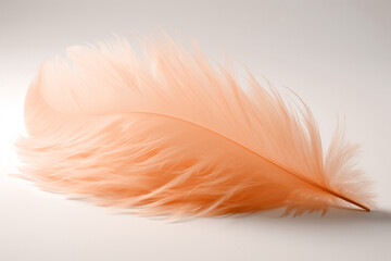 A gentle peach fuzz color feather lying on minimal light background. Modern trendy tone hue shade - obrazy, fototapety, plakaty
