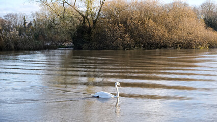 White Swan on the Thames in Chiswick, London. Winter or autumn reflection in water