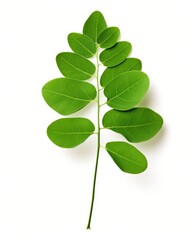 Moringa Leaf - Fresh Herbal Vegetable with Nourishing Benefits on White Background