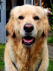 golden retriever portrait