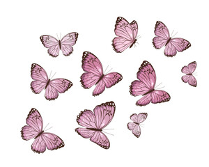 set of butterflies flock of butterfly