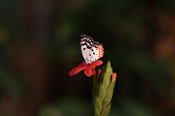 Butterfly Ballet: Small White-Orange Beauty Rests Gracefully on Crossandra Bloom.