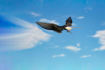 Polar tern, wings outstretched, soars in flight against the background of the northern blue sky.