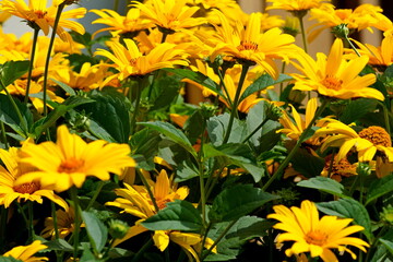 yellow flowers in the garden