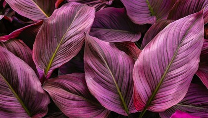 leaves of spathiphyllum cannifolium abstract dark purple texture nature background tropical leaf