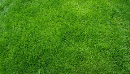 Rolgordijnen dense green grass texture high resolution perfect lawn top view natural background of fresh green grass easter background concept springtime nature pattern copy space generative ai © Emanuel